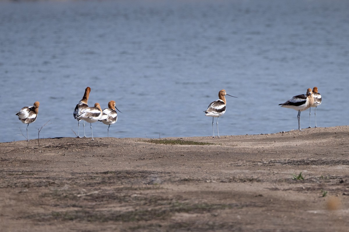 American Avocet - ML565842171