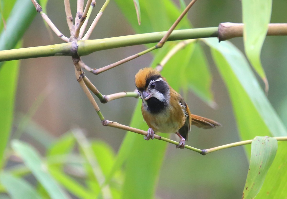 Black-throated Parrotbill (Black-eared) - ML565842251