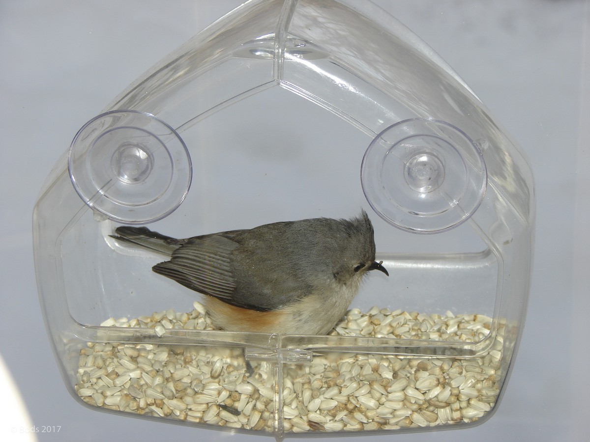 Tufted Titmouse - ML56584501