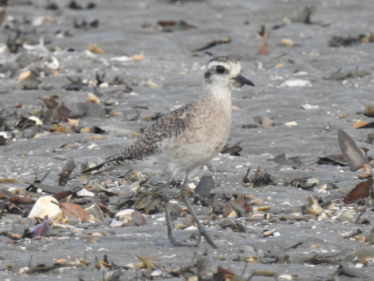 American Golden-Plover - ML565845841