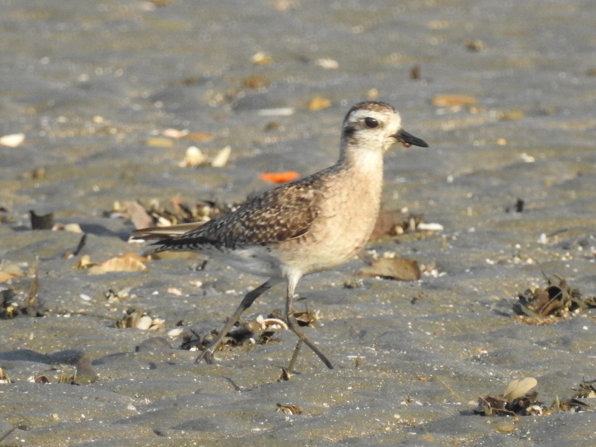 American Golden-Plover - ML565845871