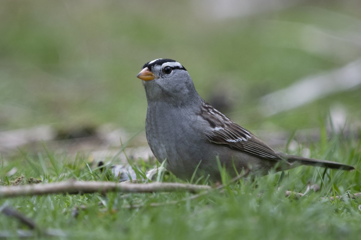 eBird Checklist - 30 Apr 2023 - Ketchikan - 4th & Madison - 15 species