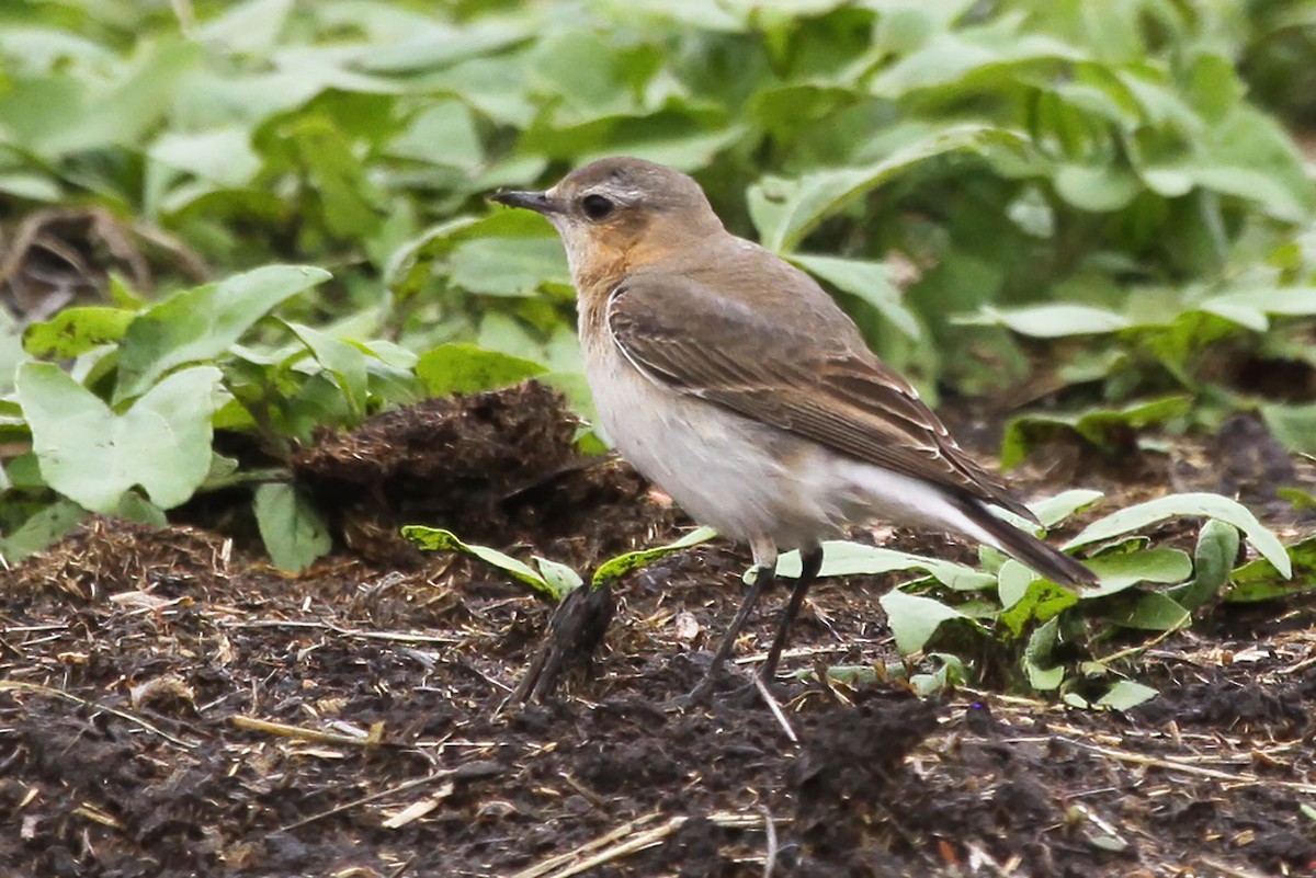 Northern Wheatear - ML565846821