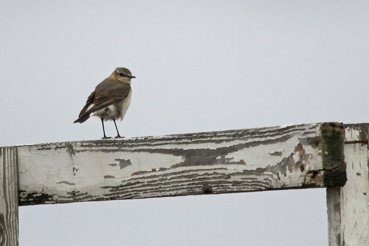 Northern Wheatear - ML565846831