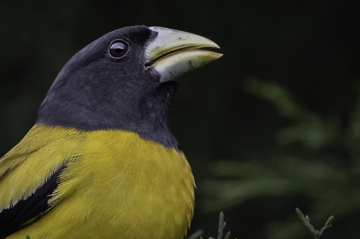 Hooded Grosbeak - ML565850361