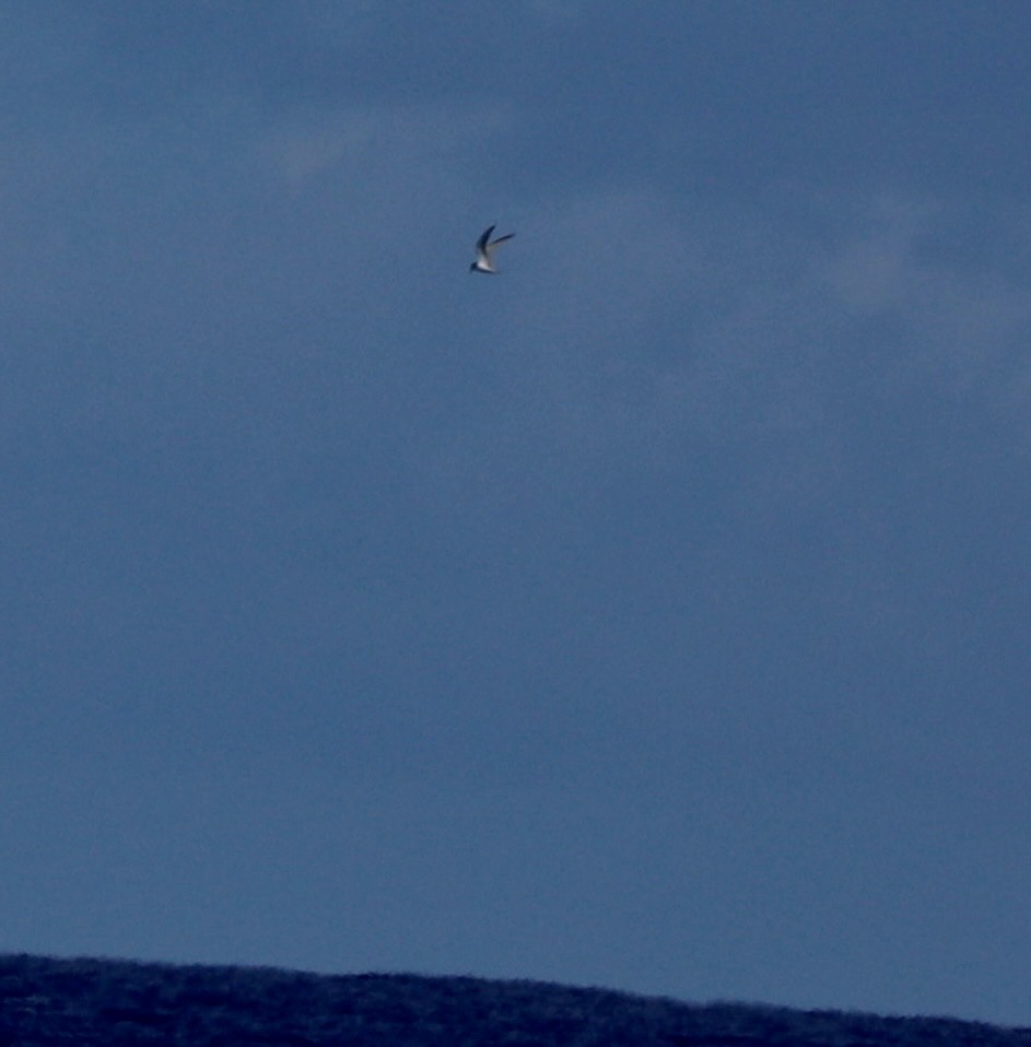 Least Tern - Sherman  Wing