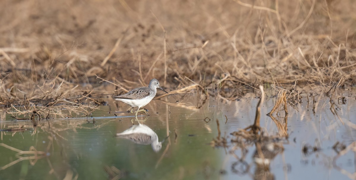 Common Greenshank - ML565850791