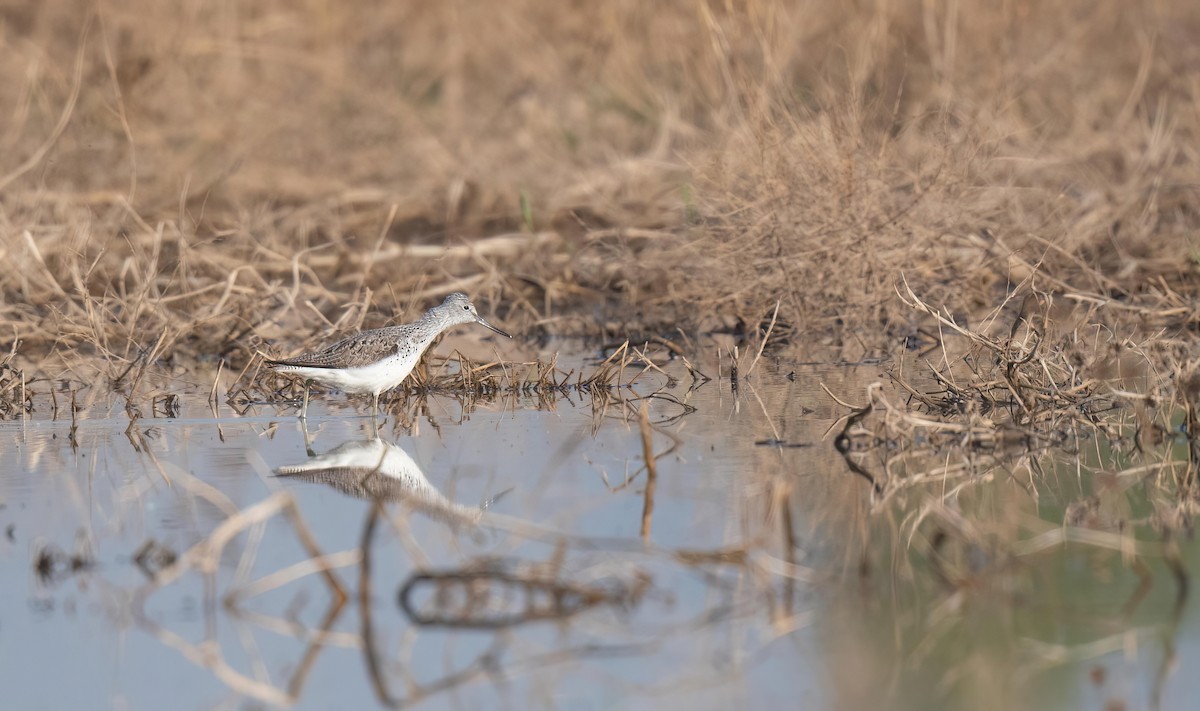 Common Greenshank - Dong Yan