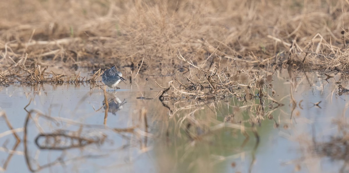 Common Greenshank - ML565850821