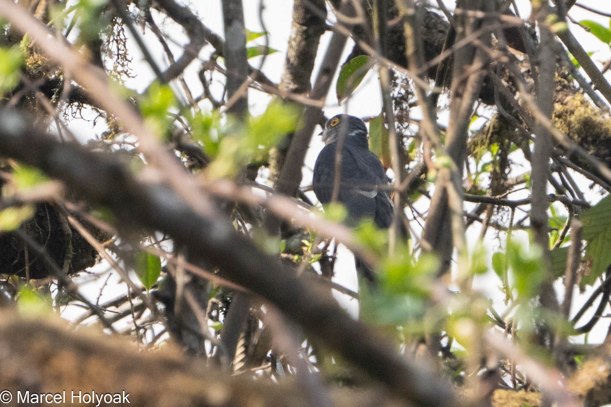 Hodgson's Hawk-Cuckoo - ML565850961