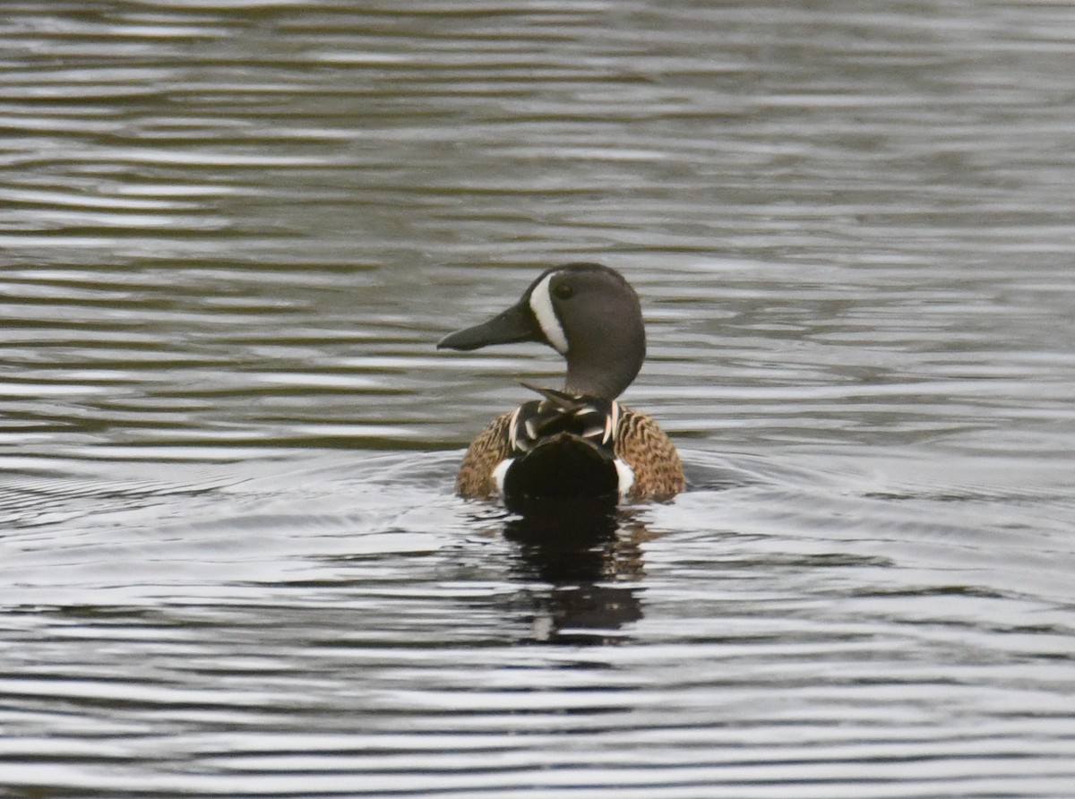Blue-winged Teal - ML565851051