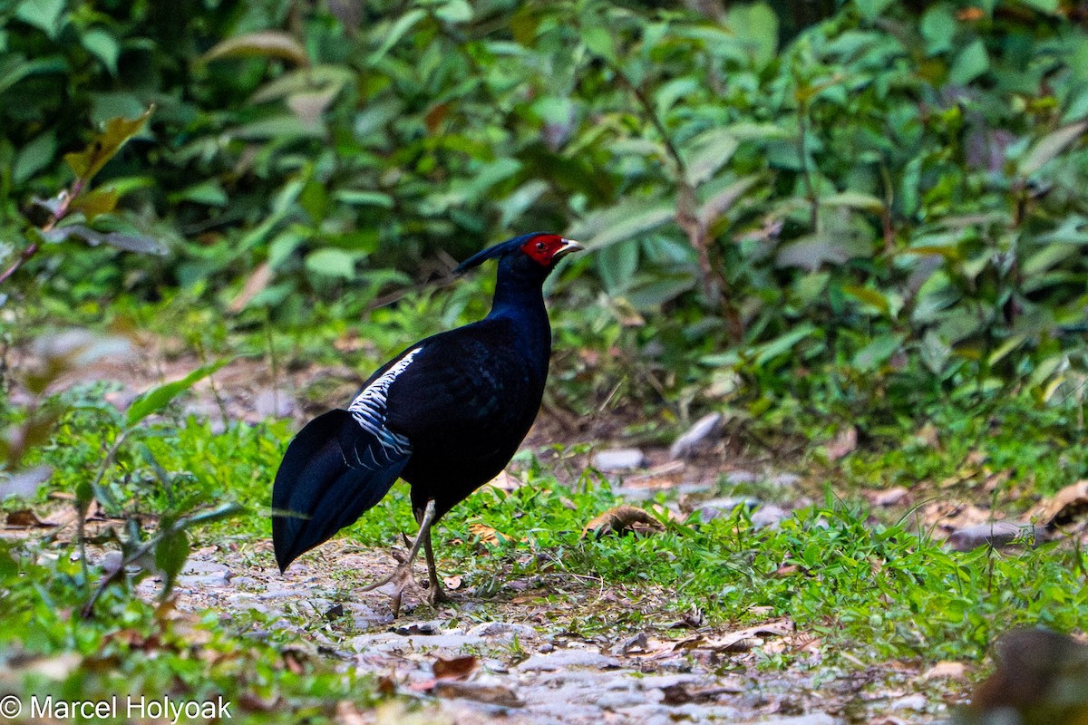 Kalij Pheasant - Marcel Holyoak