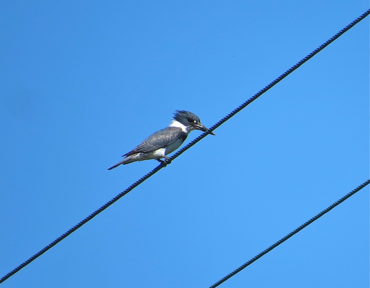 Belted Kingfisher - ML56585491