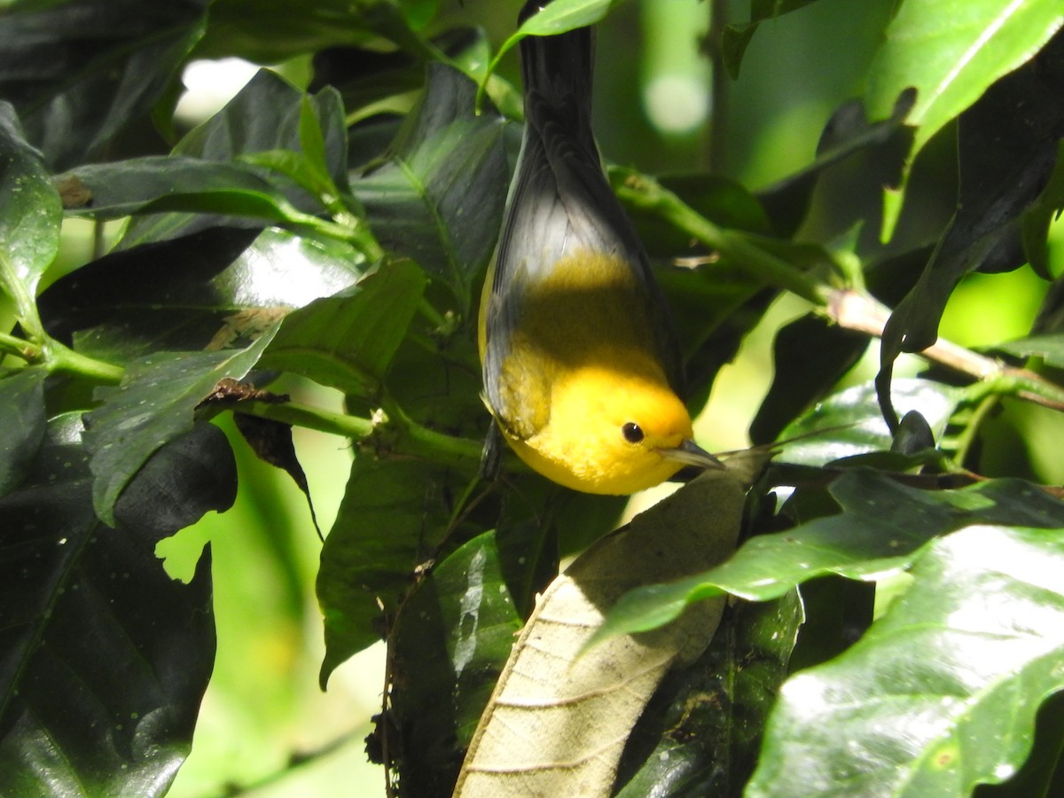 Prothonotary Warbler - ML565854981