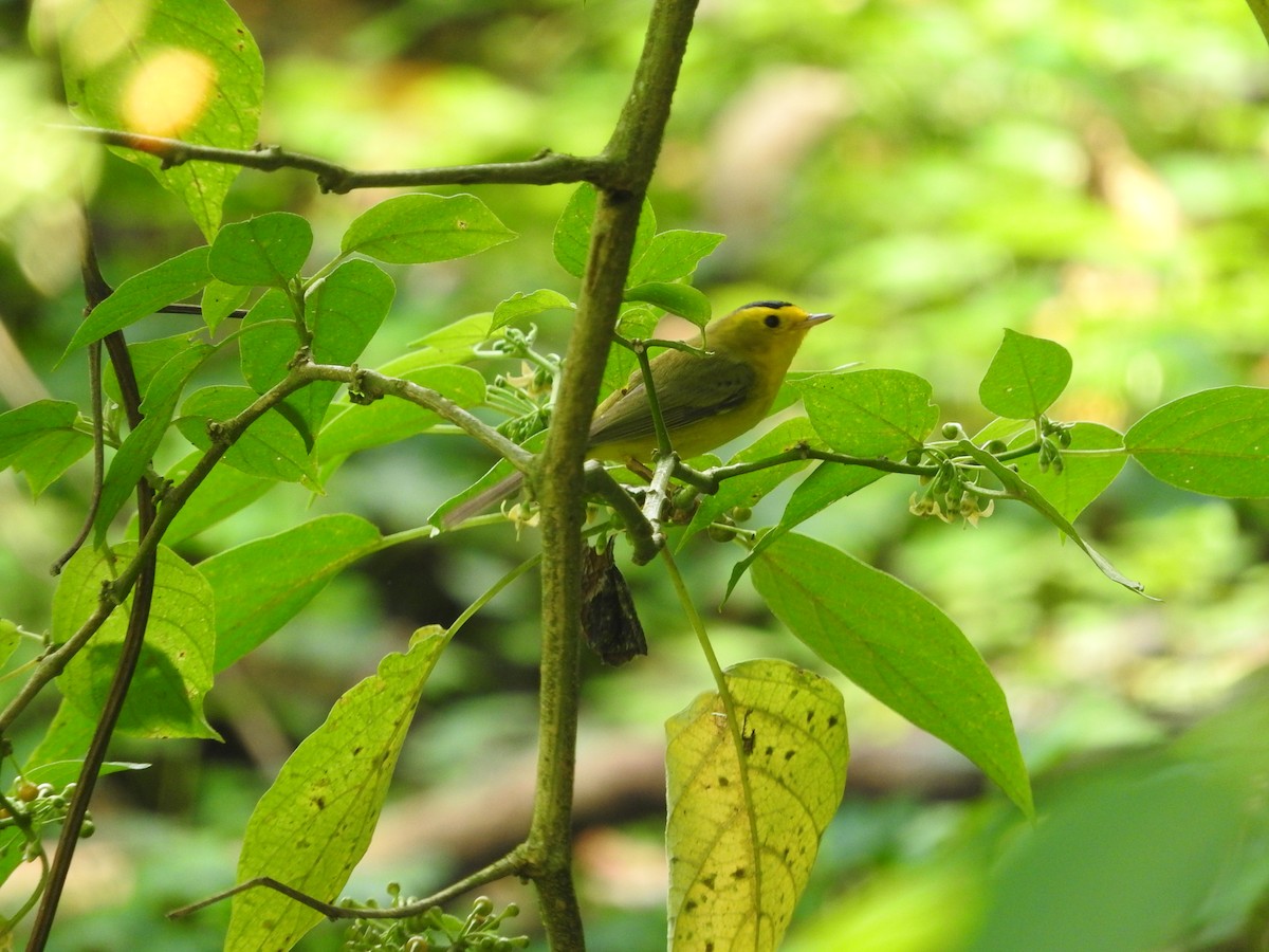 Wilson's Warbler - ML565855241