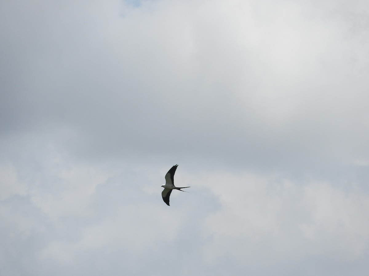 Swallow-tailed Kite - ML565855301