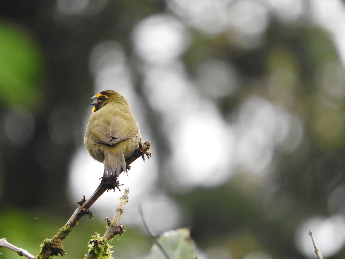 Yellow-faced Grassquit - ML565855591