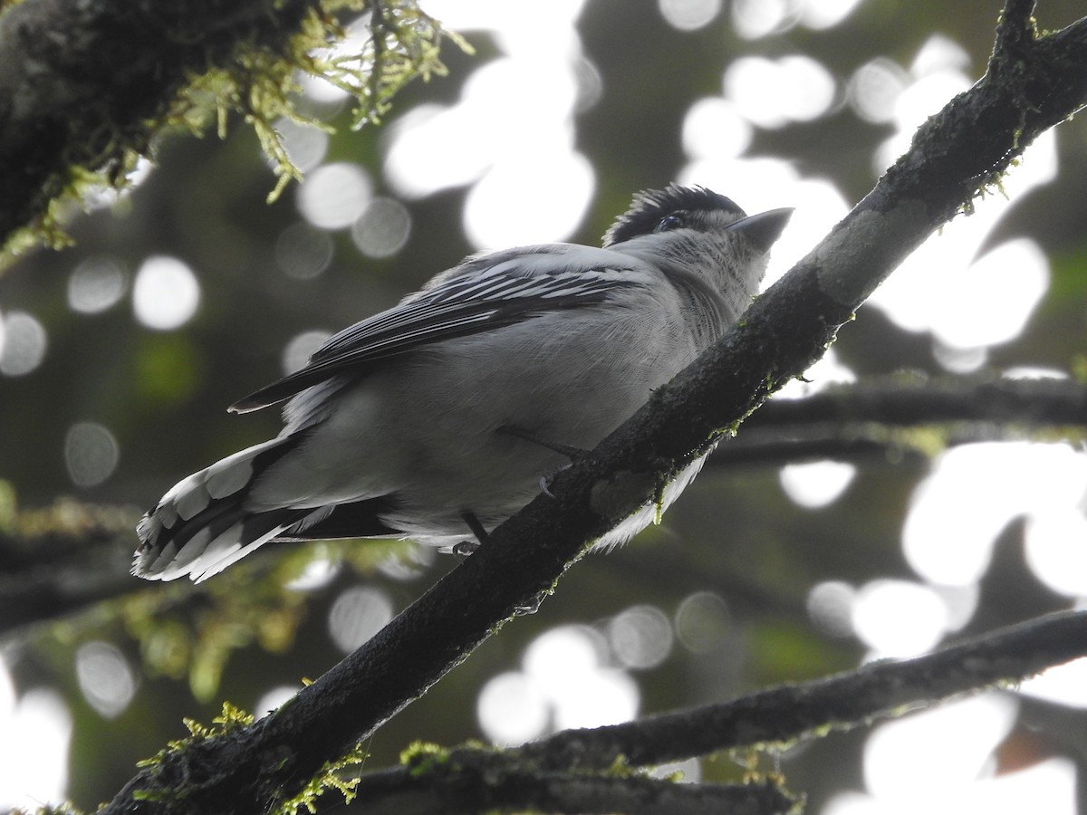 Gray-collared Becard - ML565855981