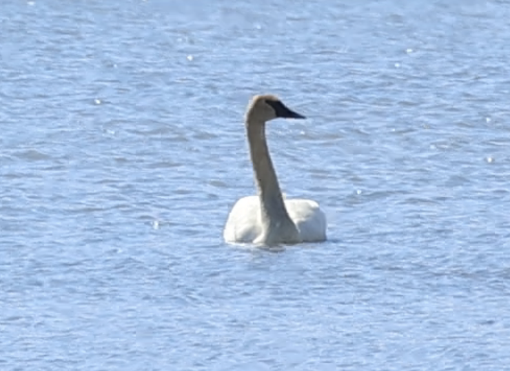 Trumpeter Swan - ML565856131