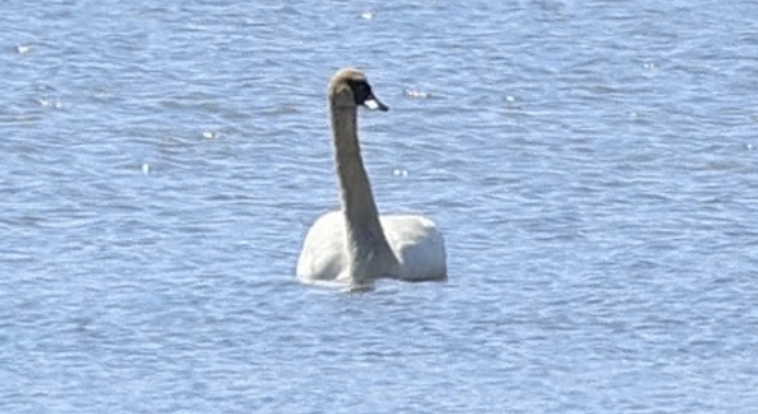 Trumpeter Swan - ML565856141