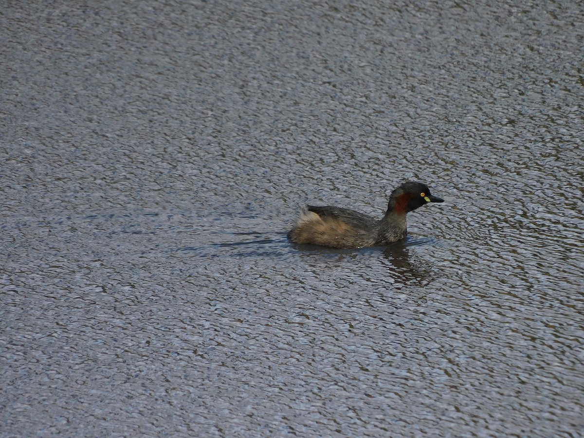 Australasian Grebe - George Vaughan