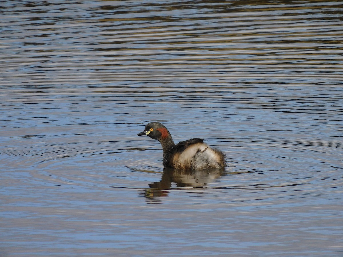 Australasian Grebe - George Vaughan