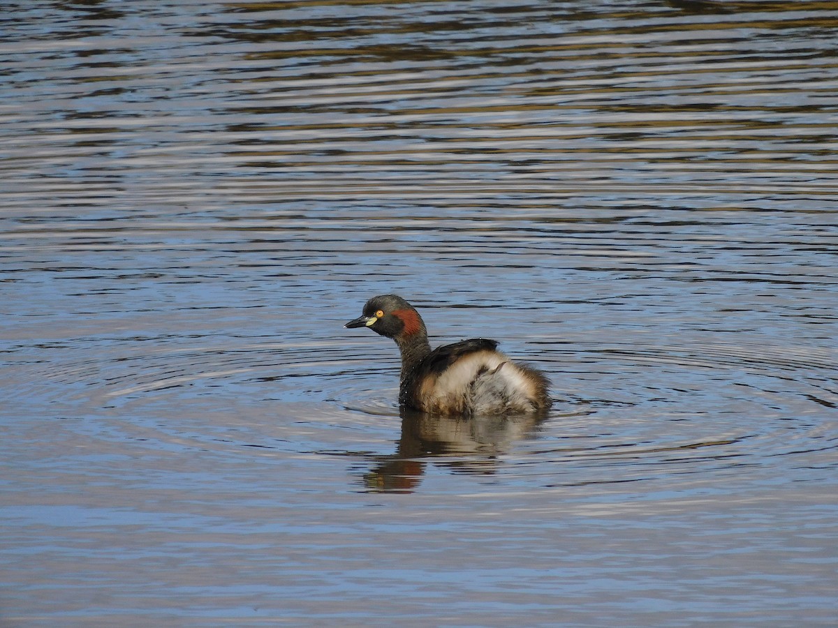 Australasian Grebe - George Vaughan