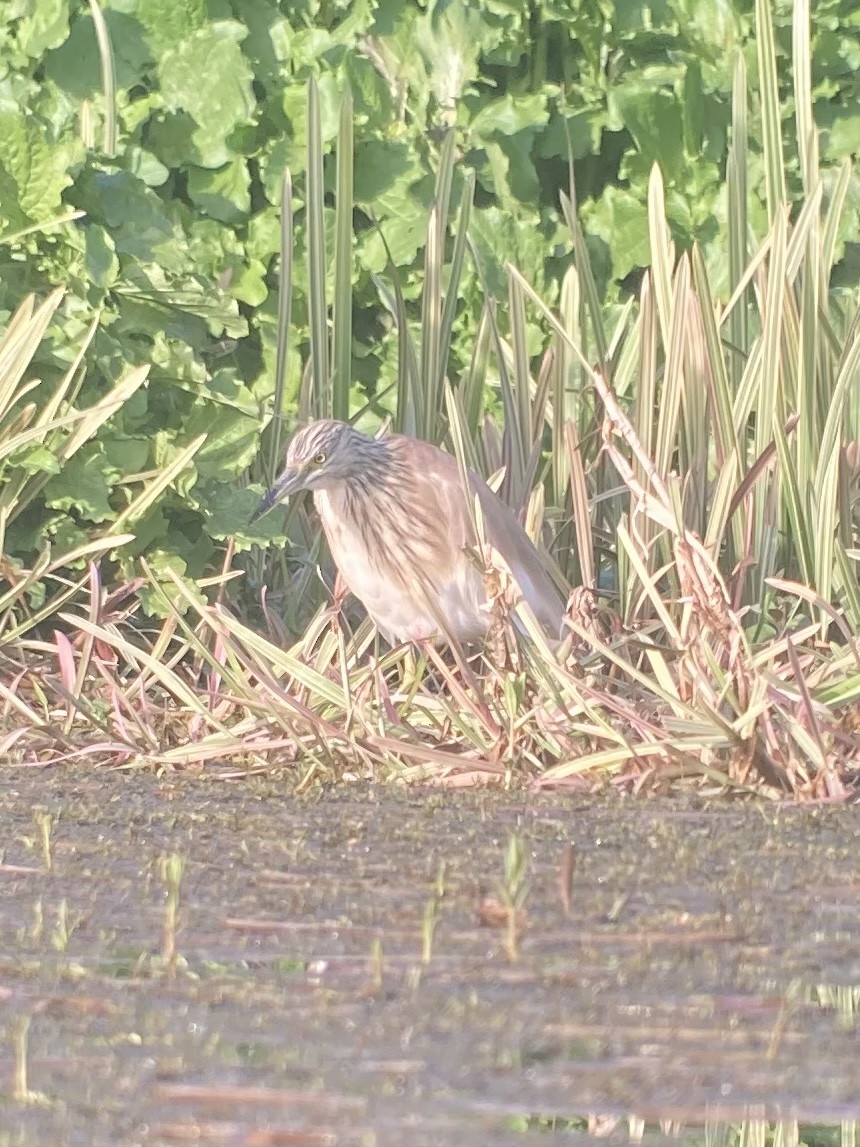 Squacco Heron - Rob Andrew