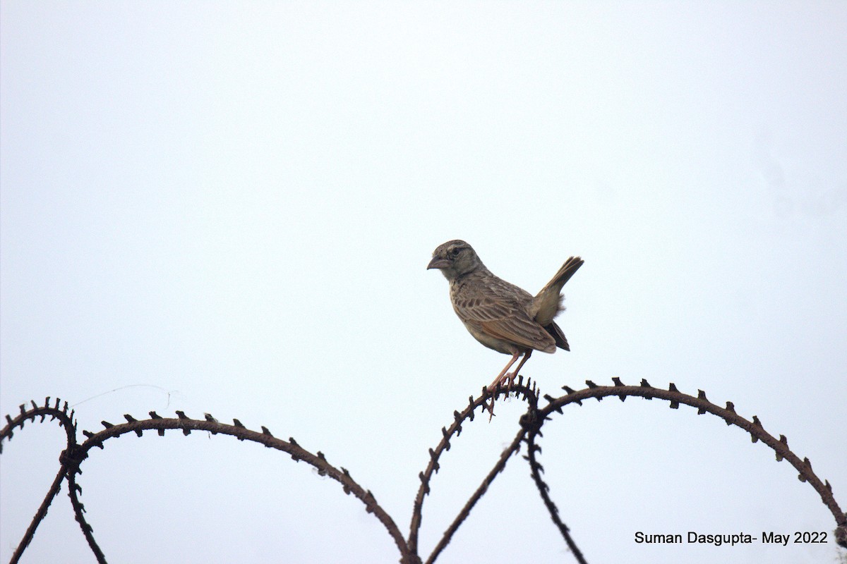 Bengal Bushlark - Suman Dasgupta