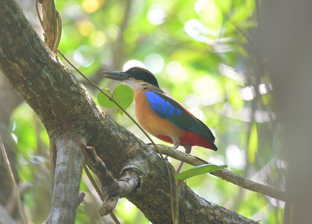 Mangrove Pitta - ML565859141