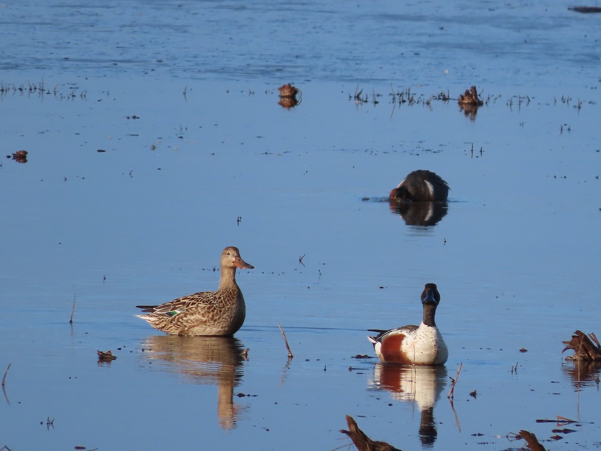 Northern Shoveler - Laura Burke