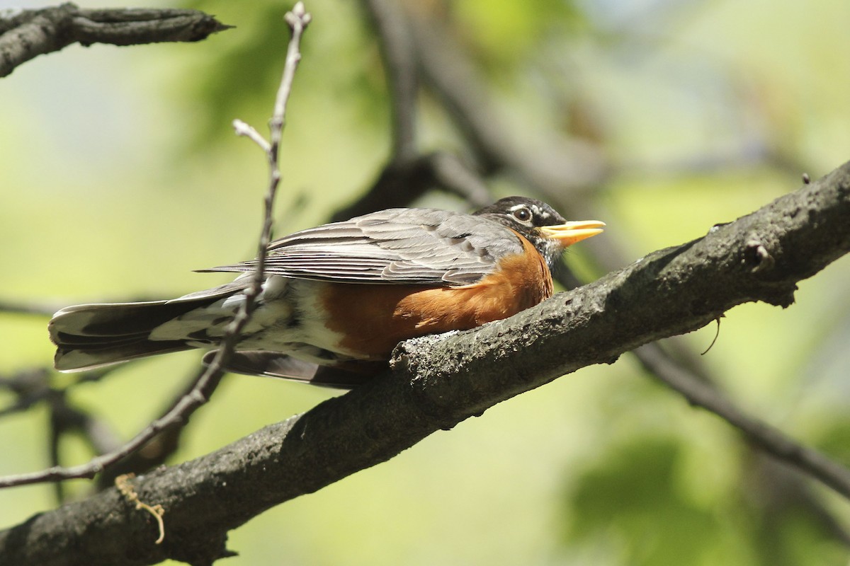 American Robin - ML565859401