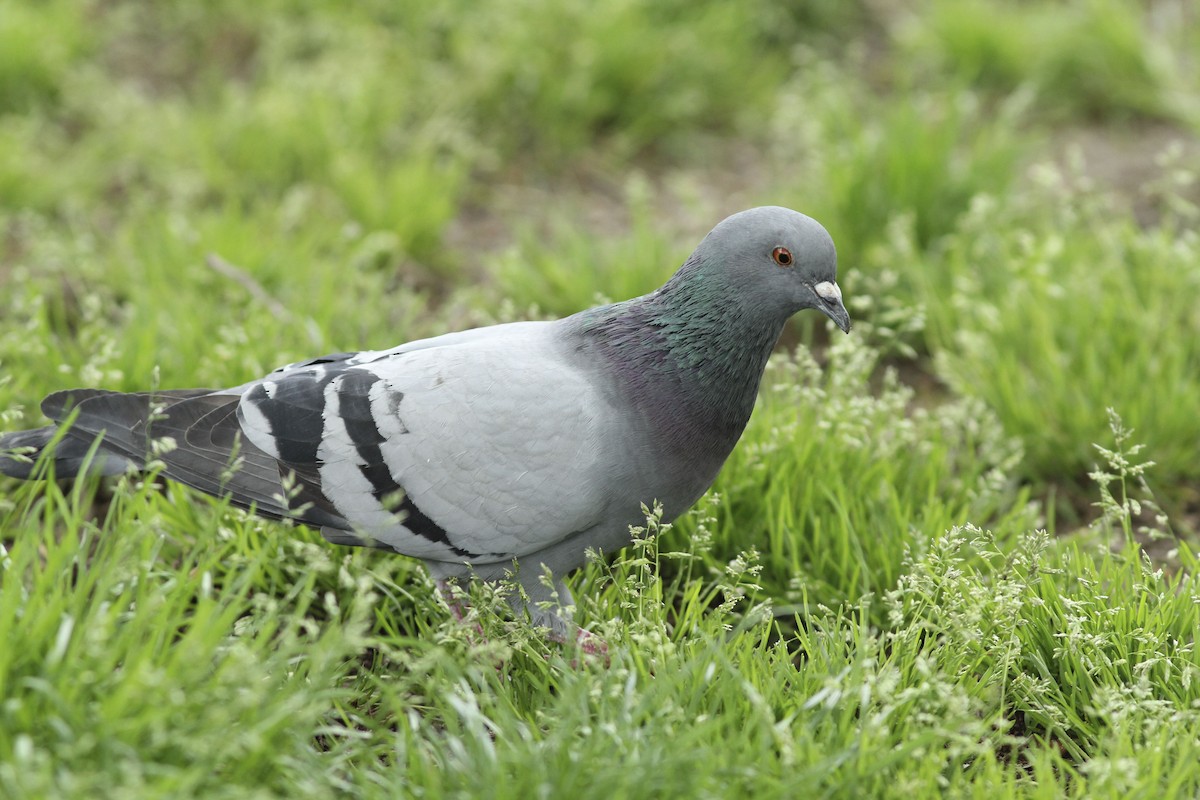 Rock Pigeon (Feral Pigeon) - ML565859451