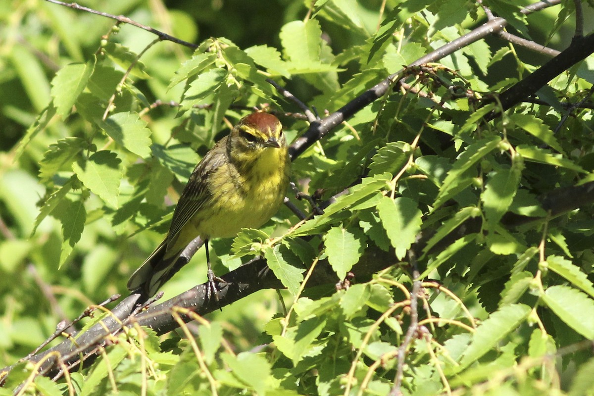 Palm Warbler - ML565859551