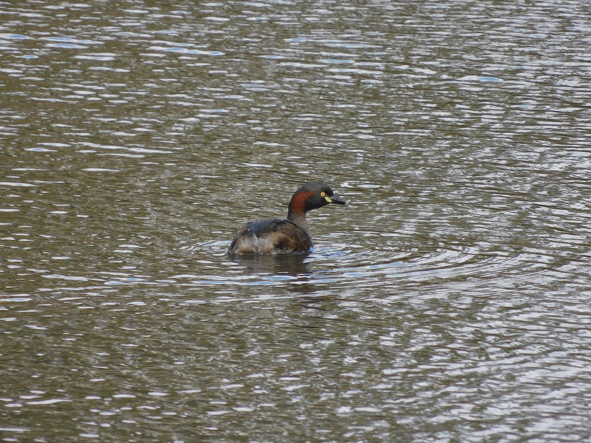 Australasian Grebe - George Vaughan