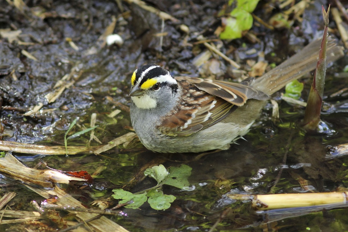 White-throated Sparrow - ML565859921
