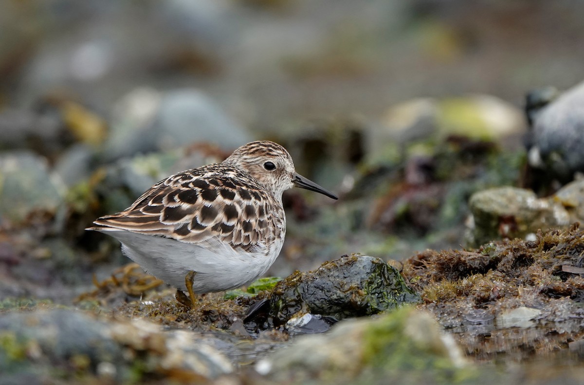 Least Sandpiper - ML565860101