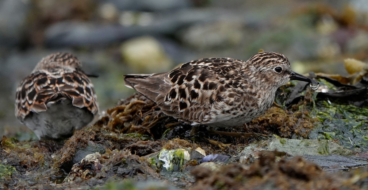 Least Sandpiper - ML565860111