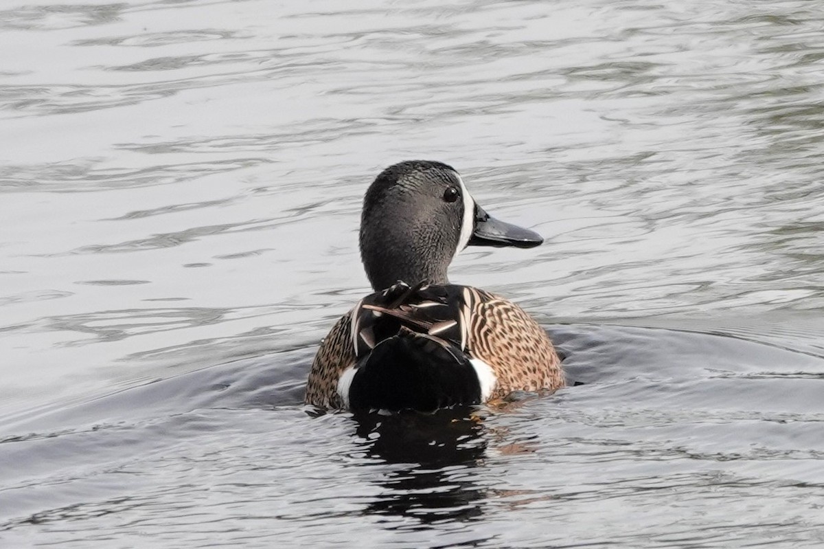 Blue-winged Teal - franci Holtslander