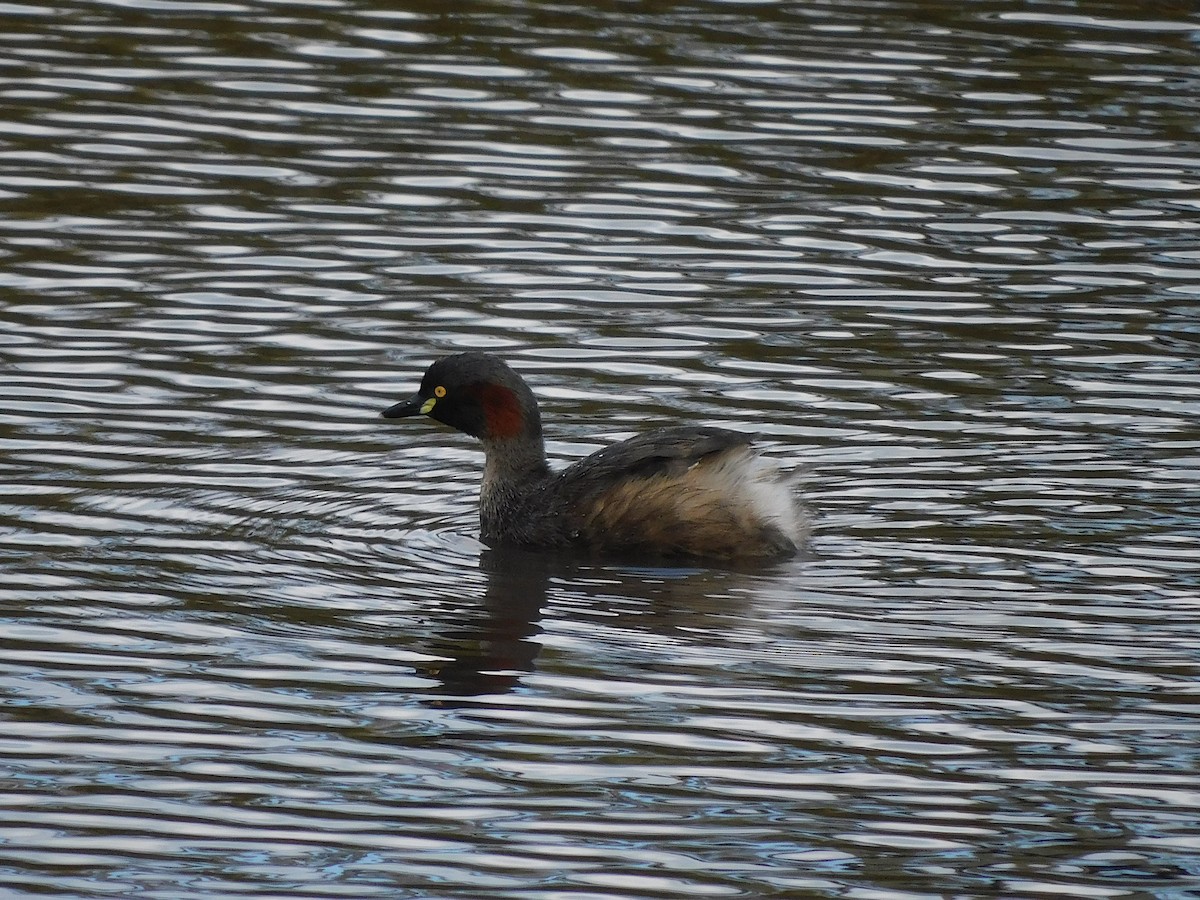 Australasian Grebe - George Vaughan