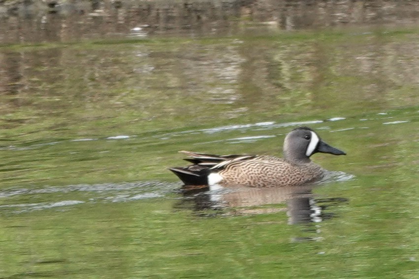 Blue-winged Teal - franci Holtslander