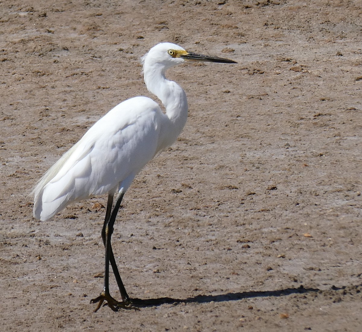 Little Egret (Australasian) - ML565863431