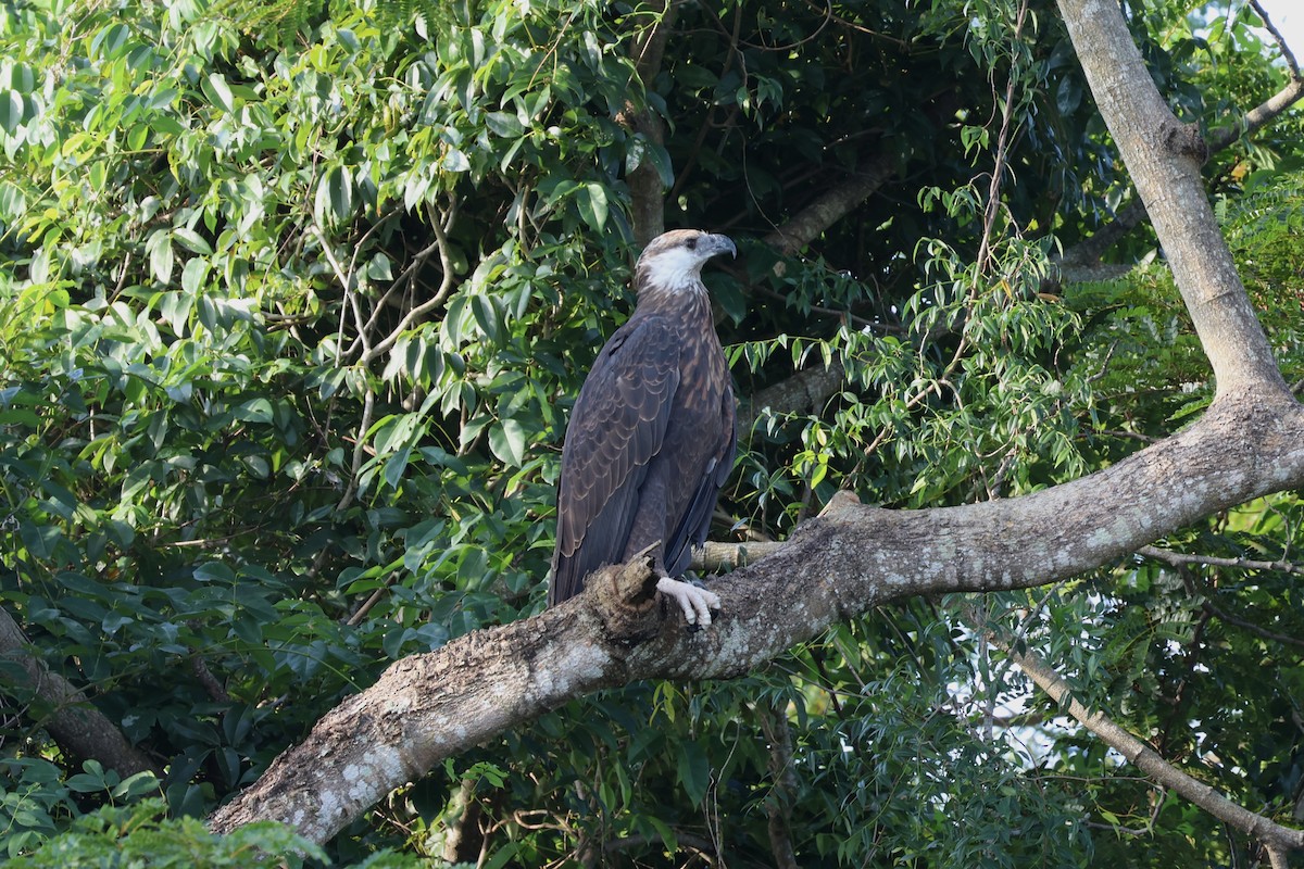 Madagascar Fish-Eagle - ML565863621