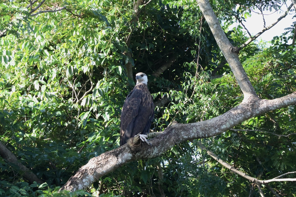 Pygargue de Madagascar - ML565863631