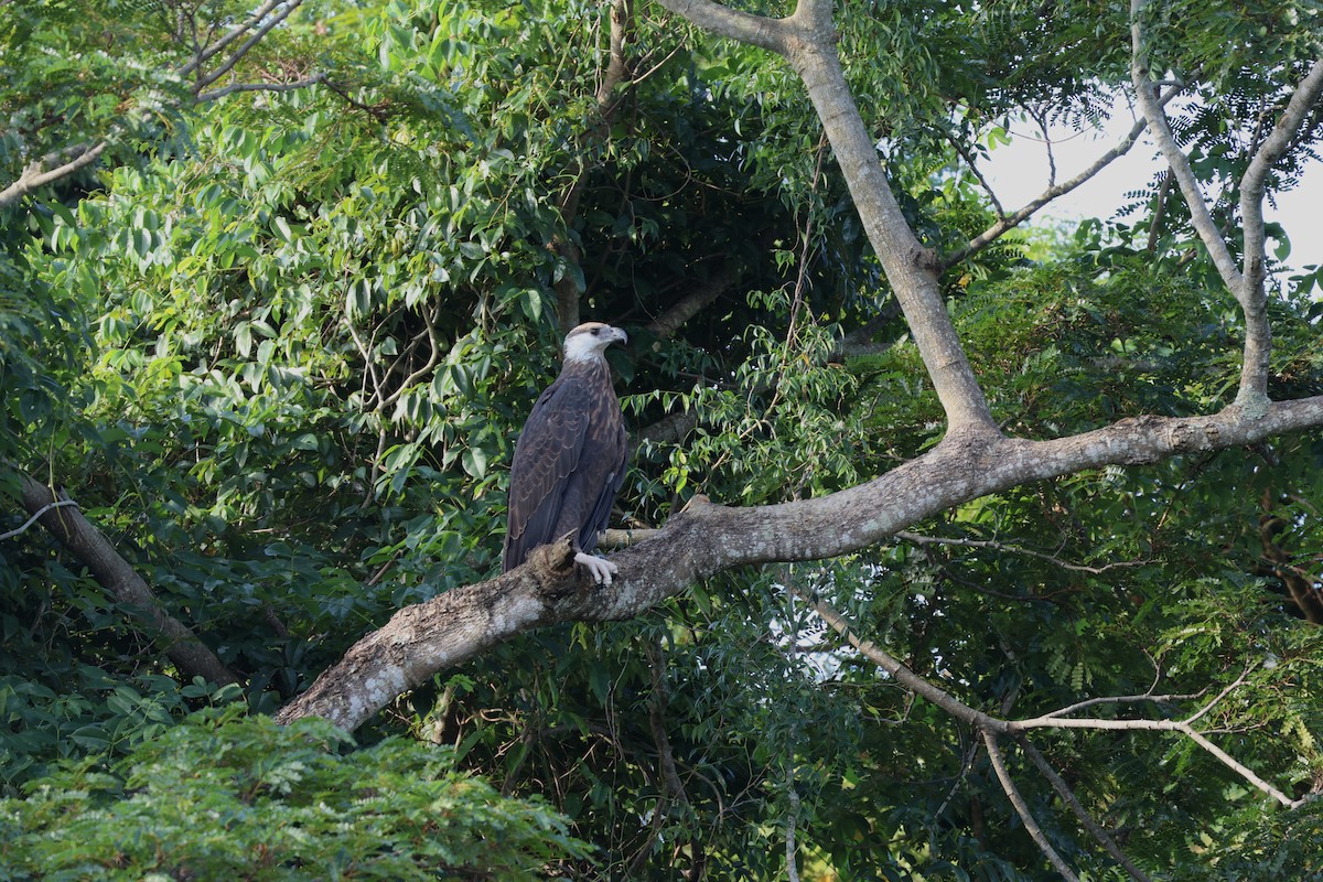 Мадагаскарский орлан - ML565863641