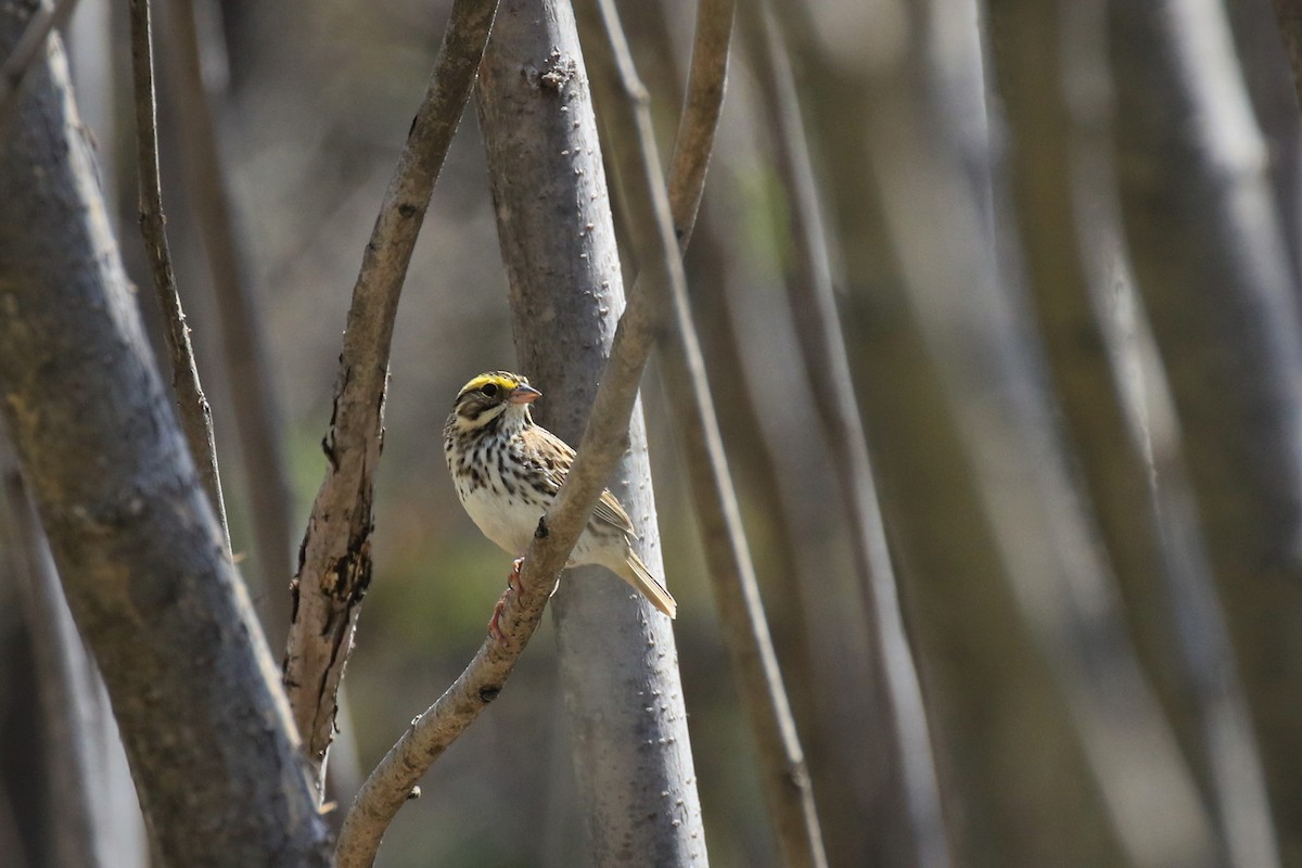 Savannah Sparrow - ML56586391