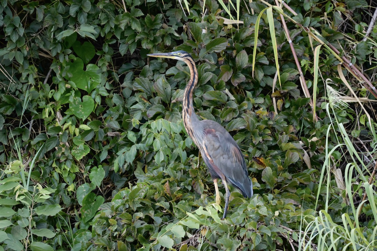 Purple Heron - ML565864041