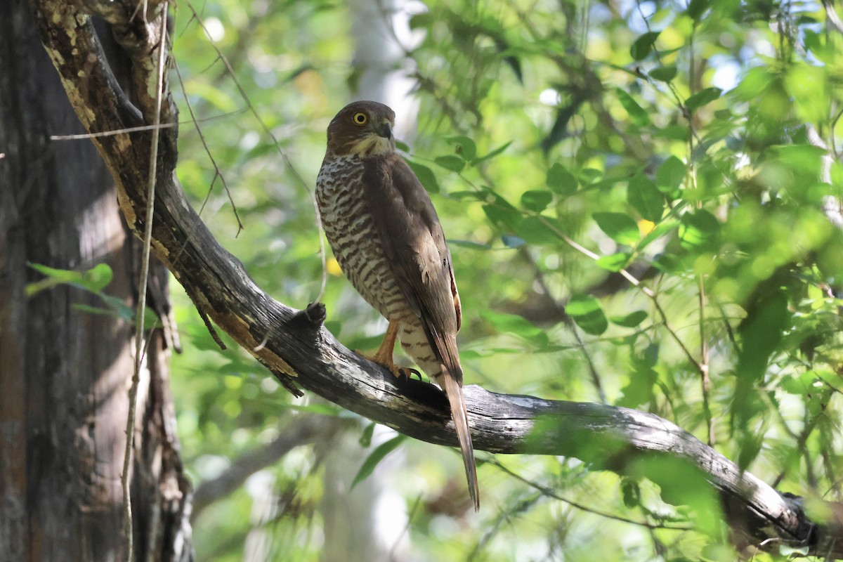 Madagascar Sparrowhawk - ML565865291