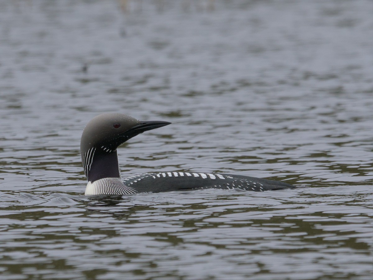 Arctic Loon - ML565866141