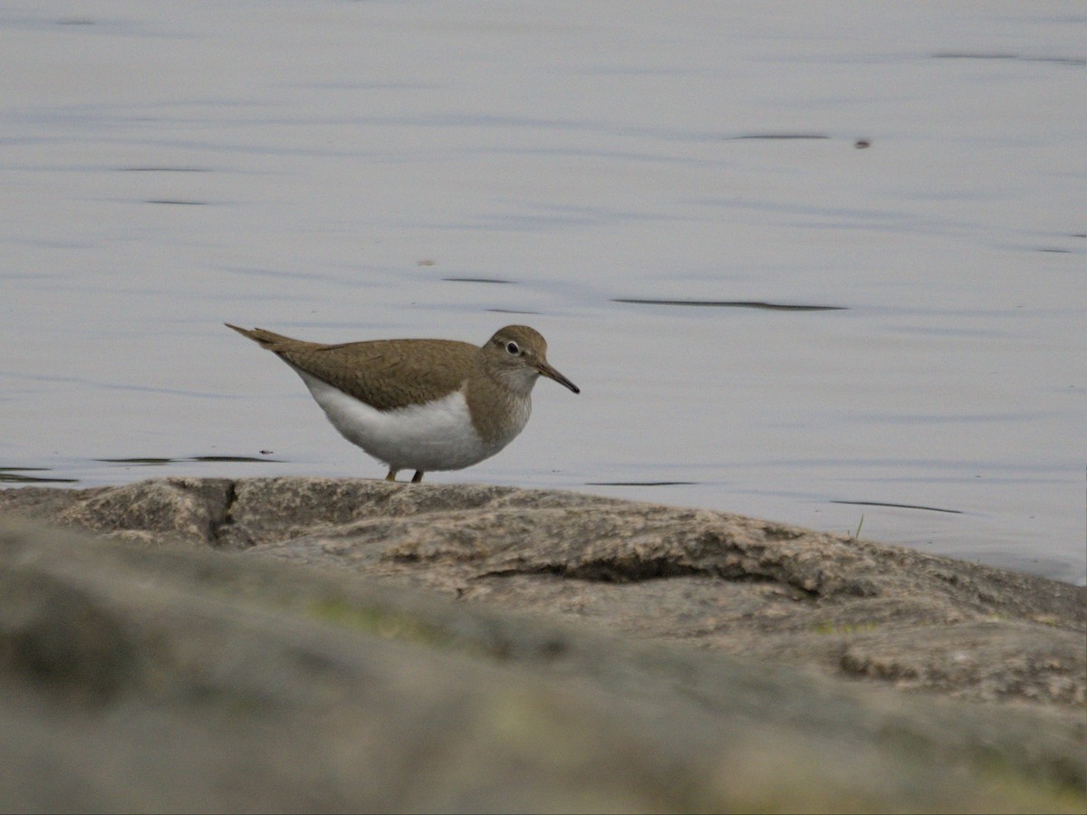 Common Sandpiper - ML565866181